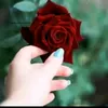 ali.ail388