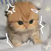 tiktok_affliater1