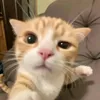 aderpiz