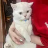 cutcutucut