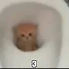 mrkikfoxyt