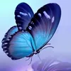danadaniela77g