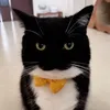paeewast