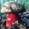 rubroboletus_satanas