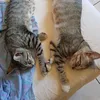 furry_family_