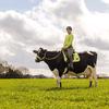 Hampshire Holsteins