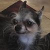 rocky_the_doggo10