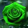 princessshosha05