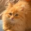 suri_0504