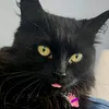 mimiyarts