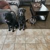manandhisdogs21