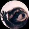 monsieur_mapache