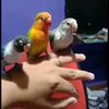 howtotrainyourelovebirds