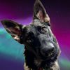 crazyshepherdlife