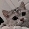 azma_215