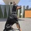 dobermanlifestyle