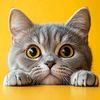newfollow975