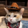 transcowboyy