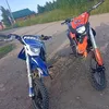 greyhound_seed