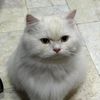 chatchaymeemaew
