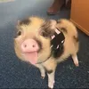 capybarapiggy