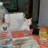 gallicuss_ontwitch