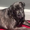 rockithecanecorso