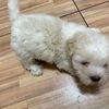 snowdoggydog23