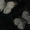 kukora7
