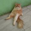 kokocicii