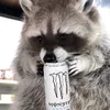 tokas_macska