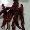 rhobertari