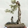 hoangbonsai6868