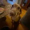 vici_rikki0