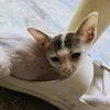 toiletkrhsj