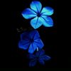 jennah_cycy