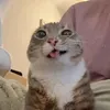 abymamelle