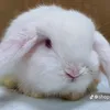 chinchaochaoxin