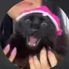 caquinho_cat