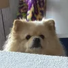 pinkypiekilltbill2