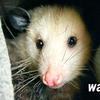 cryptid_opossum