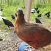farmlady2020