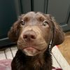 otterthechocolatelab