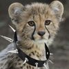 nukecheetah