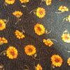butterfly1719