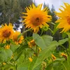 iluph_yellow