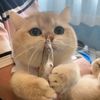 Pets League