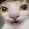 sahwhatapleasurek9