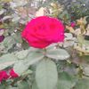 justssophia_