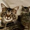 thesirs_catbrothers